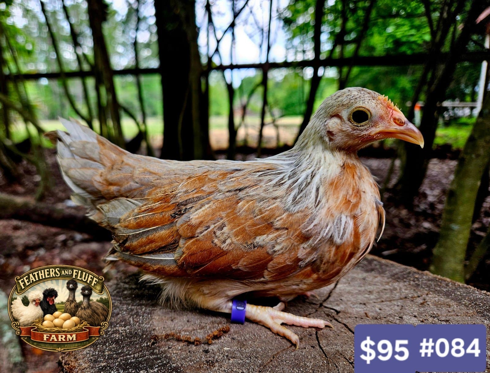 Gold/Cream Puerto Rican Micro Bantam Kikiriki
