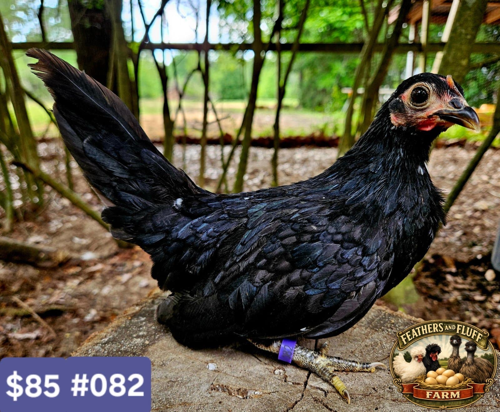 Black Puerto Rican Micro Bantam Kikiriki