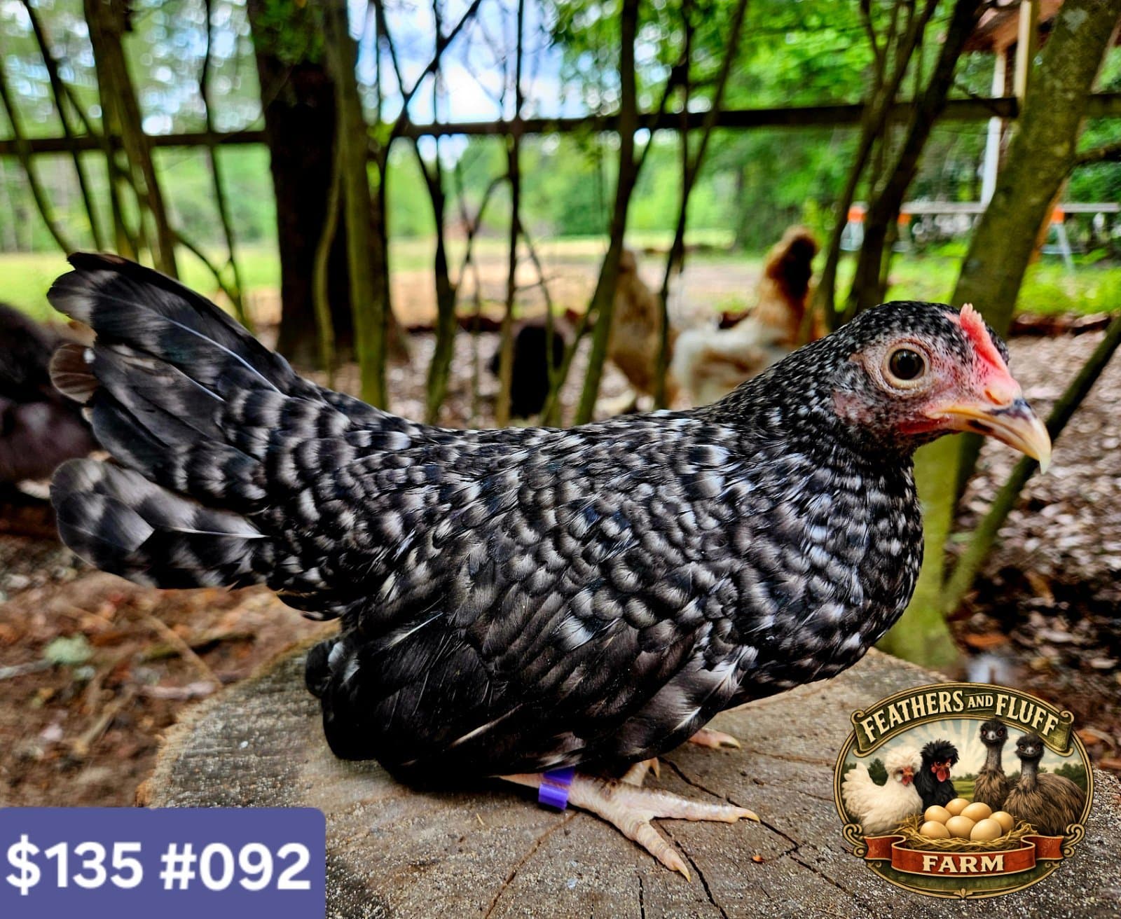 Barred Puerto Rican Micro Bantam Kikiriki