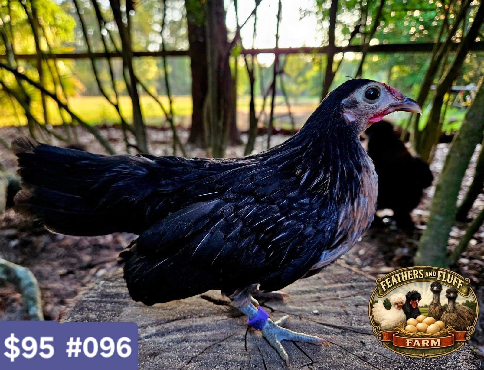 Black/Gold Puerto Rican Micro Bantam Kikiriki