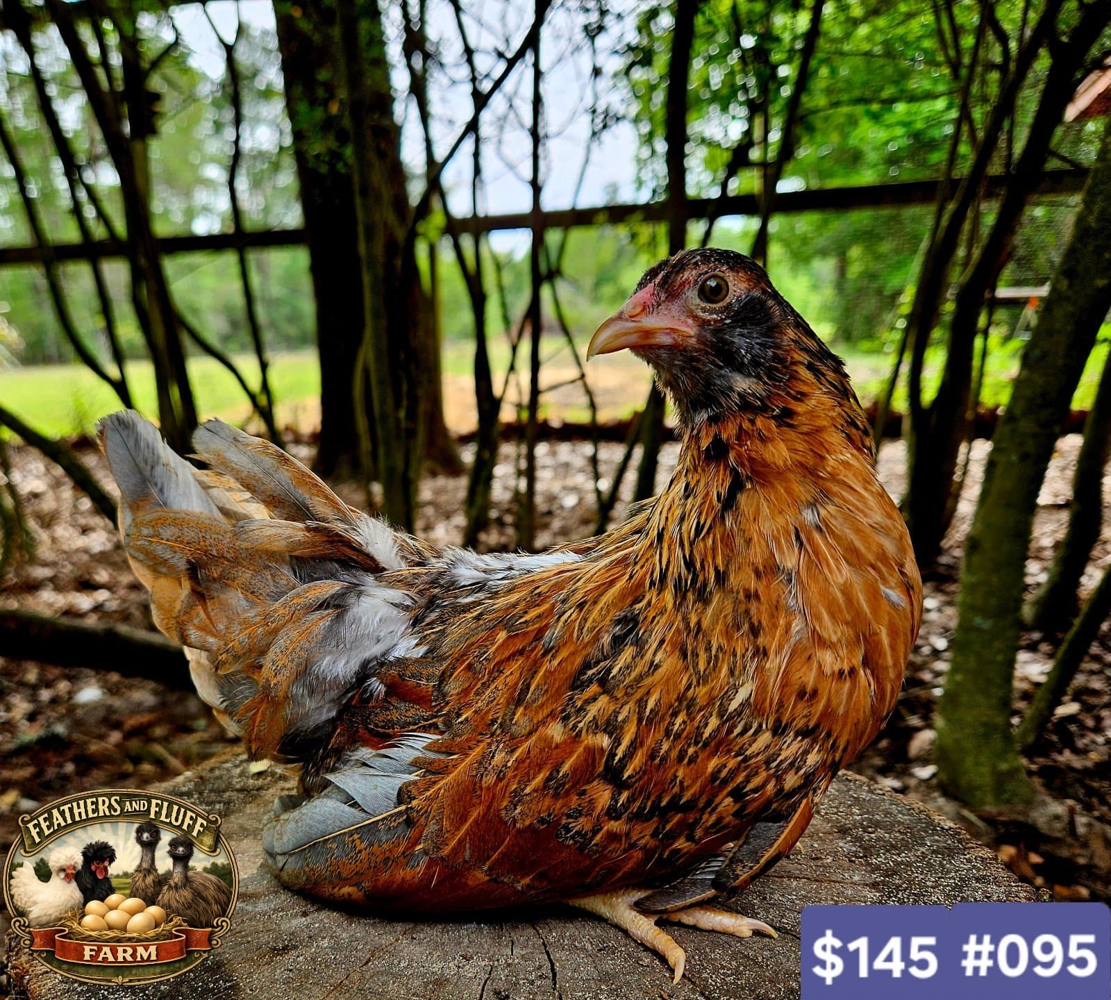 Gold/Blue Puerto Rican Micro Bantam Kikiriki