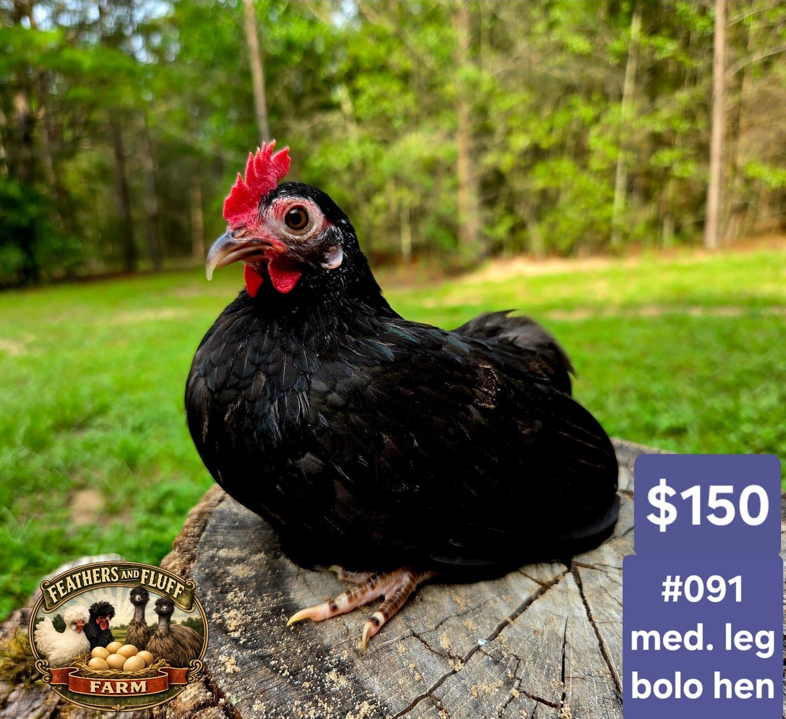 Black Puerto Rican Micro Bantam Kikiriki Bolo