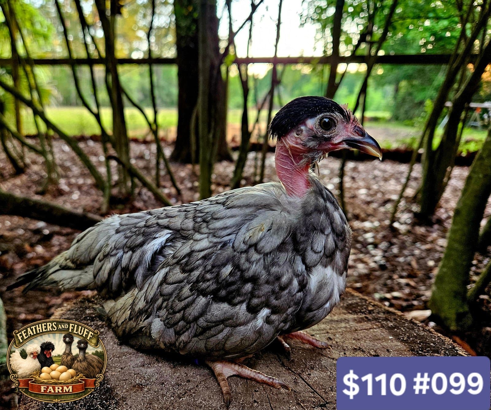 Blue Puerto Rican Micro Bantam Kikiriki Naked Neck