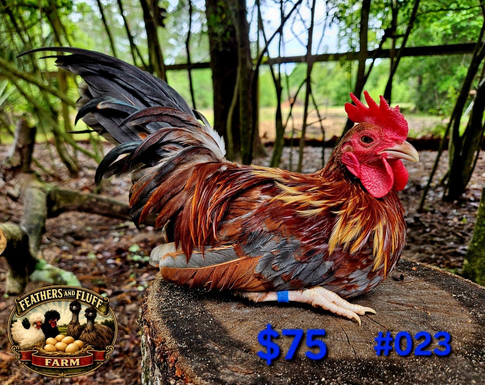 Red Puerto Rican Micro Bantam Kikiriki Cockerel