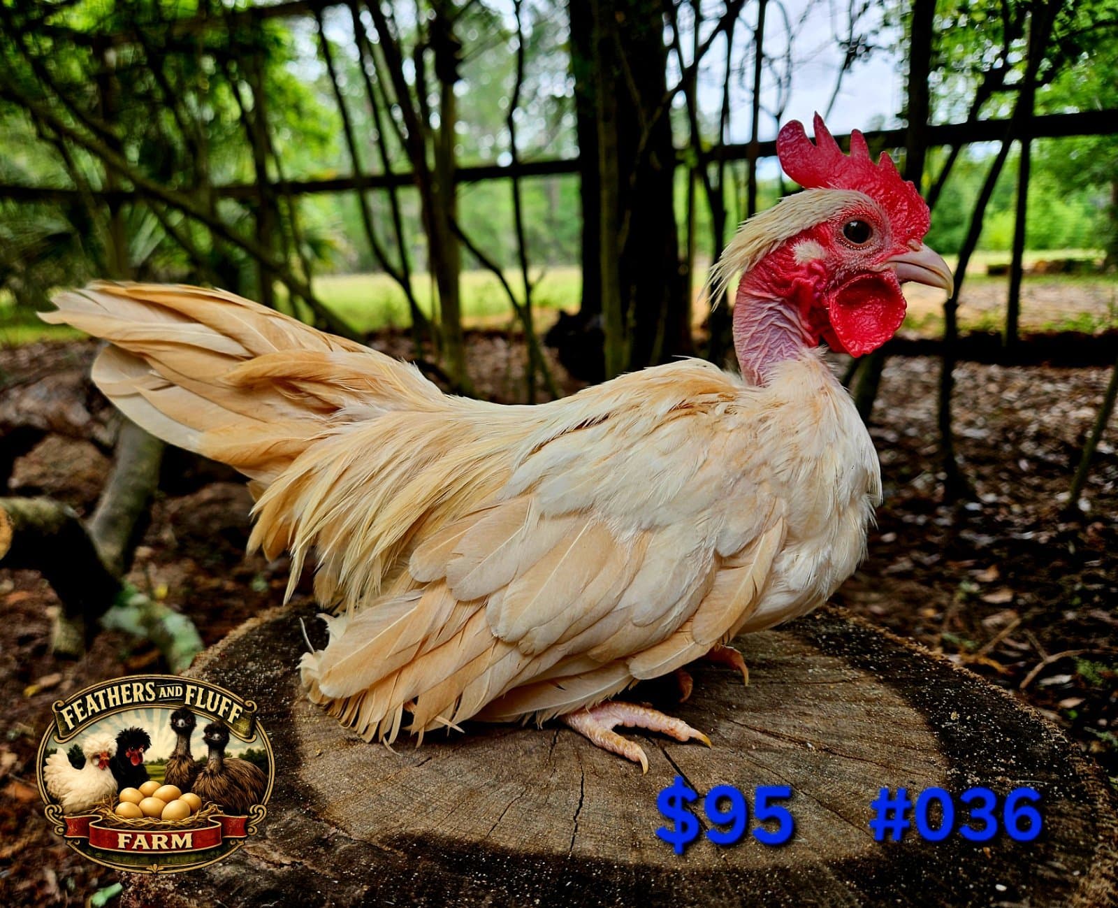 Cream Pumpkin Puerto Rican Micro Bantam Kikiriki Naked Neck