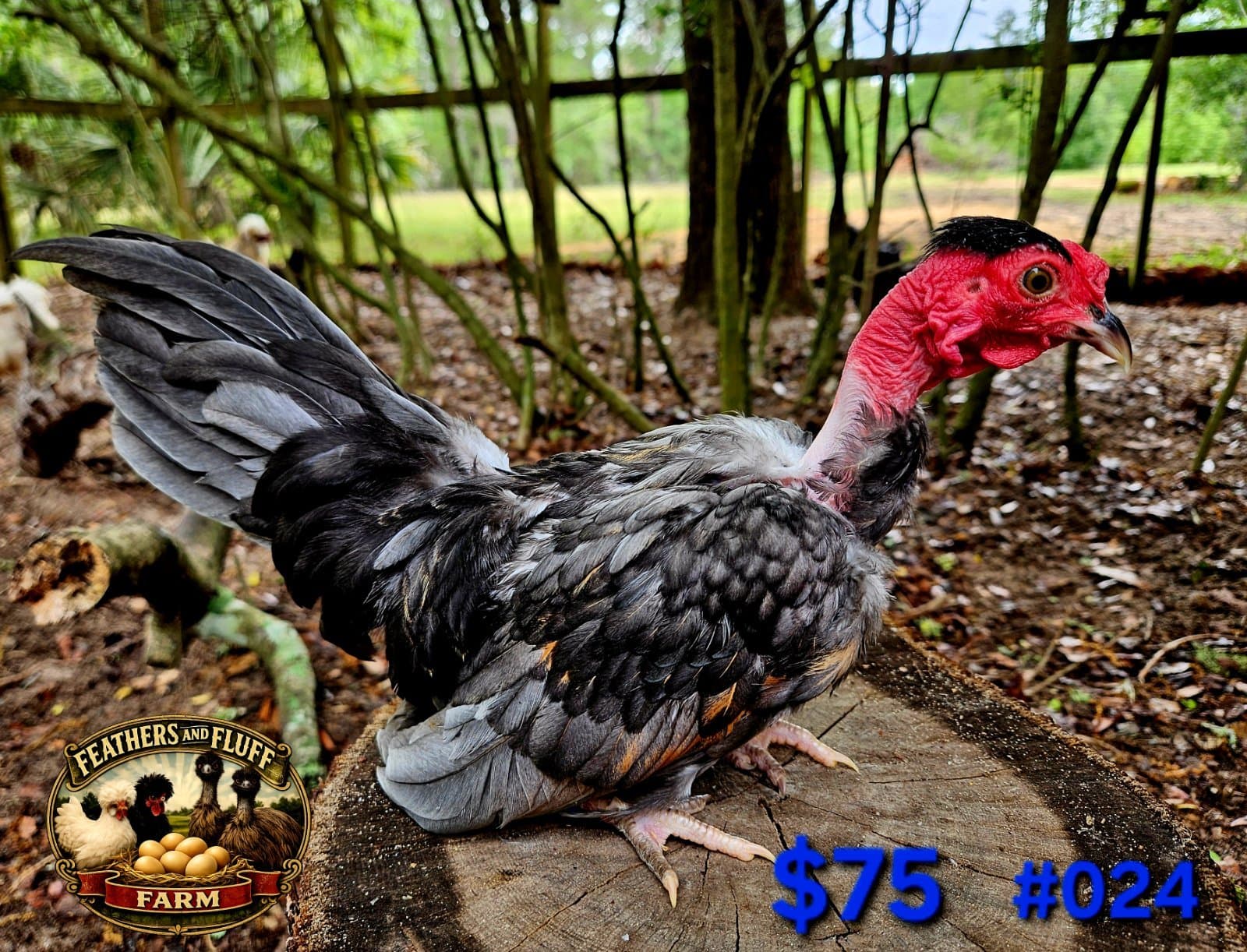 Blue Puerto Rican Micro Bantam Kikiriki Naked Neck