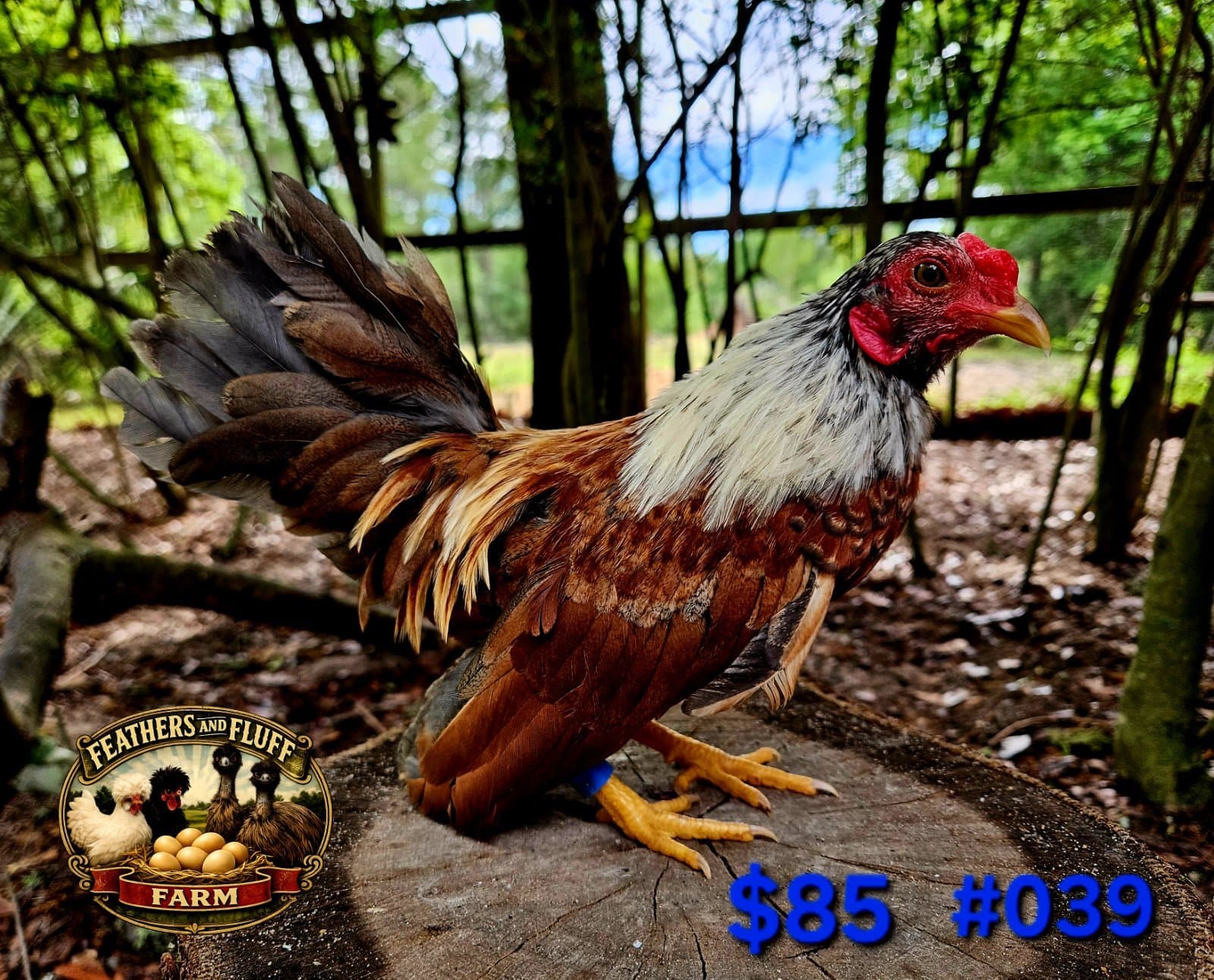 Red/Cream Puerto Rican Micro Bantam Kikiriki