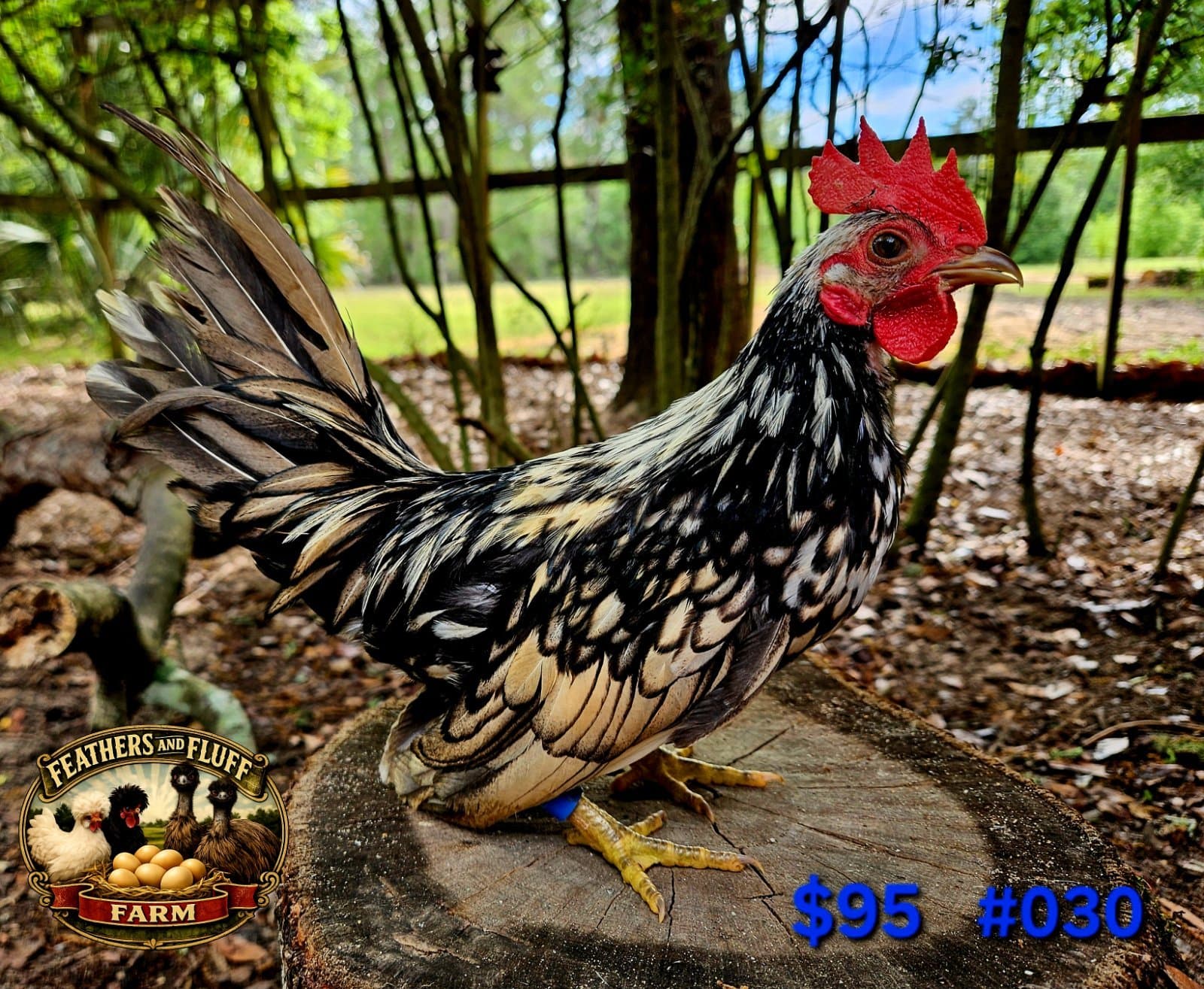 Black/Gold Laced Puerto Rican Micro Bantam Kikiriki