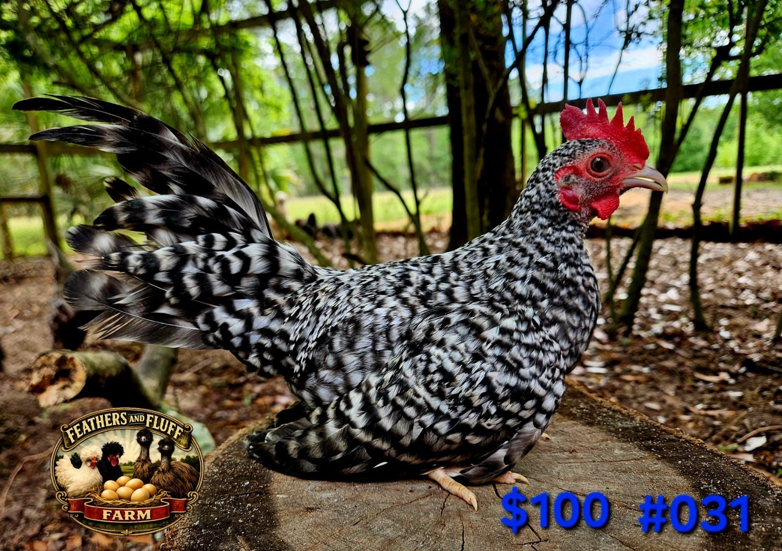 Barred Puerto Rican Micro Bantam Kikiriki