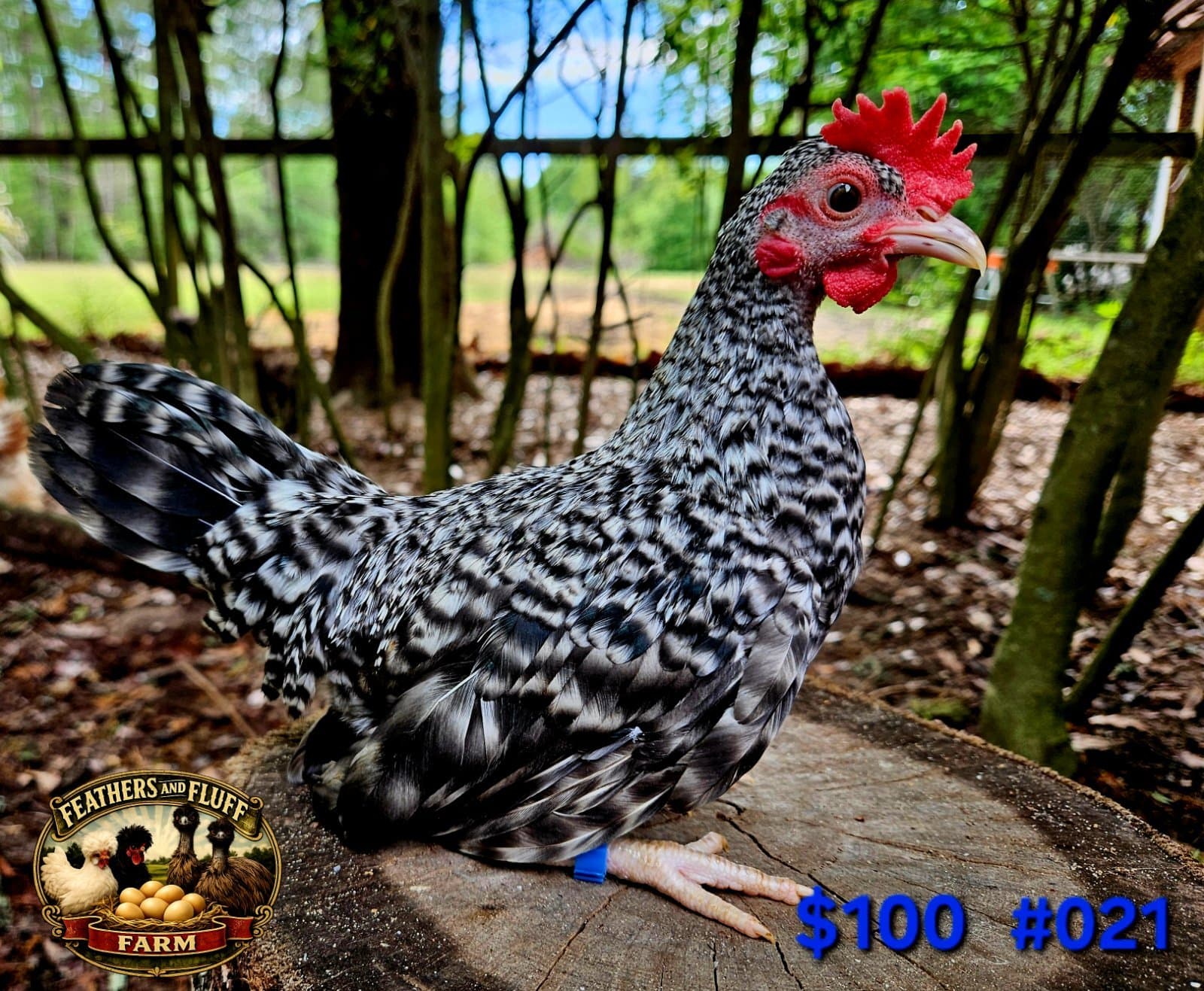 Barred Puerto Rican Micro Bantam Kikiriki