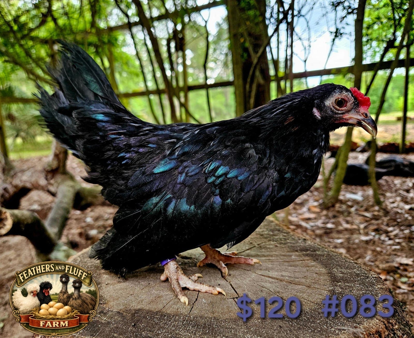 Black Puerto Rican Micro Bantam Kikiriki