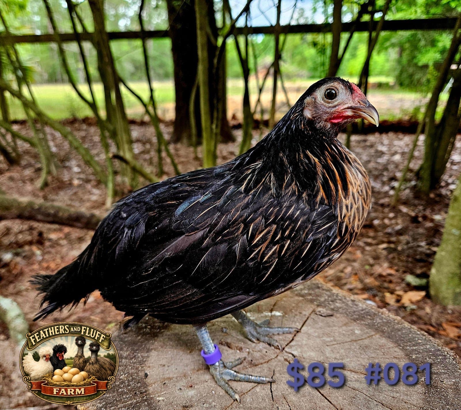 Black/Gold Puerto Rican Micro Bantam Kikiriki