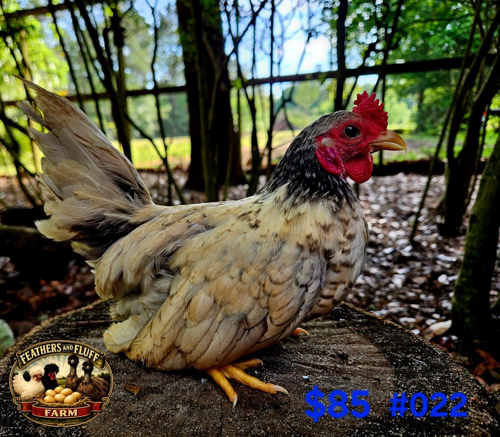 Cream Laced Puerto Rican Micro Bantam Kikiriki