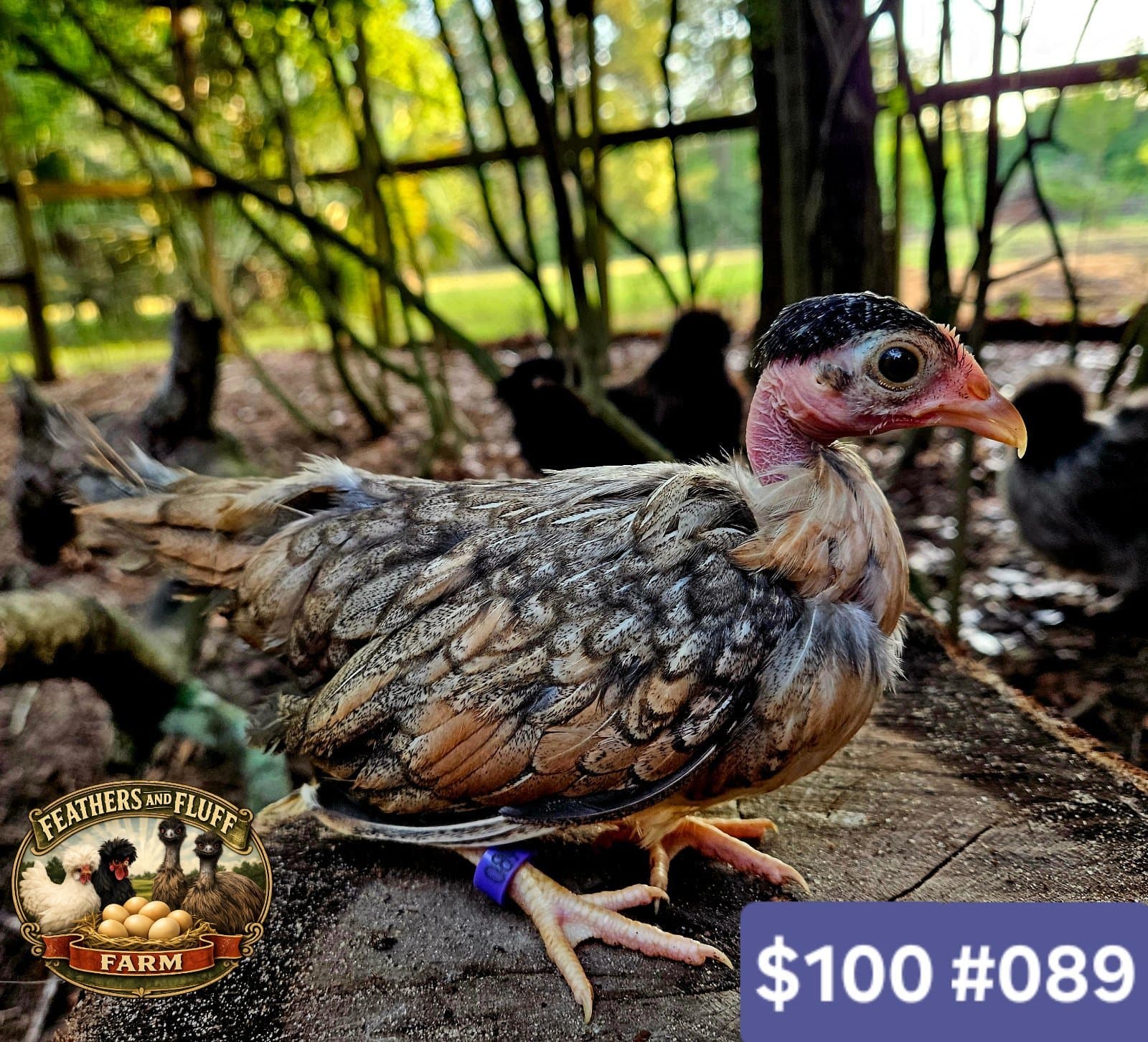 Blue/Gold Puerto Rican Micro Bantam Kikiriki Naked Neck