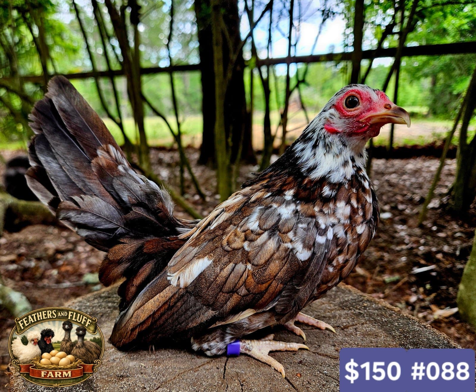 Tri-colored Puerto Rican Micro Bantam Kikiriki