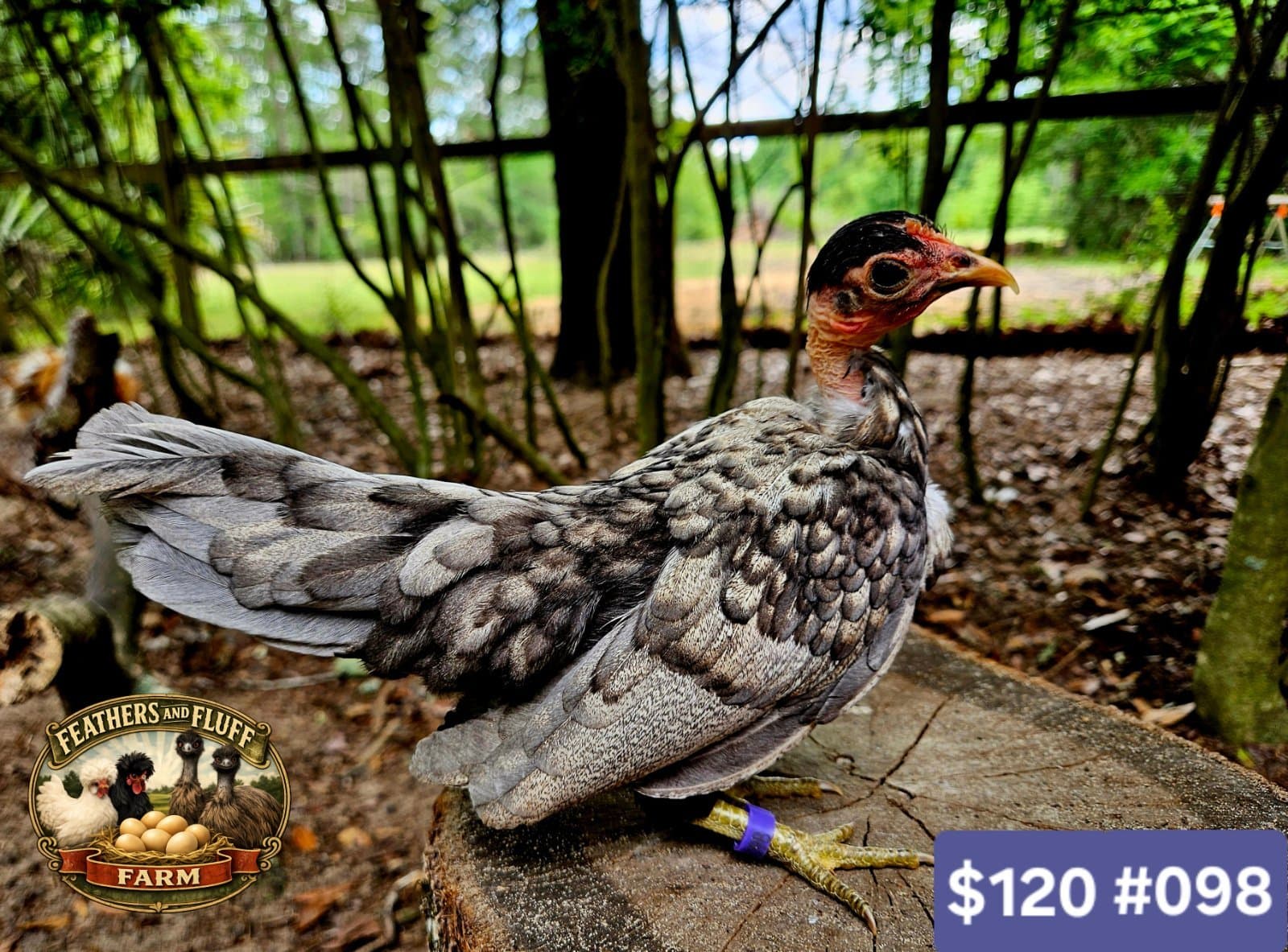 Blue/Gold Laced Puerto Rican Micro Bantam Kikiriki Naked Neck