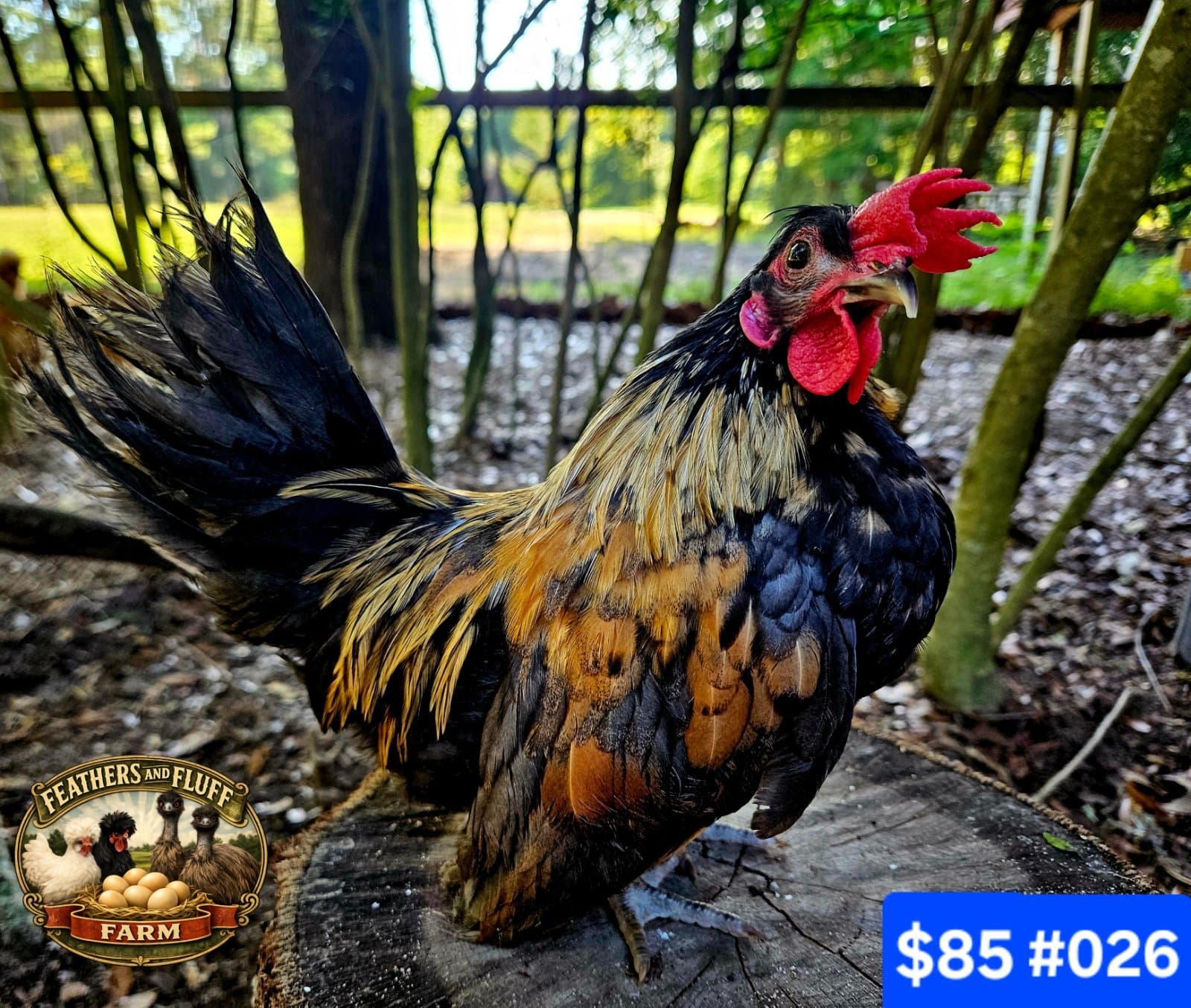 Black/Gold Puerto Rican Micro Bantam Kikiriki