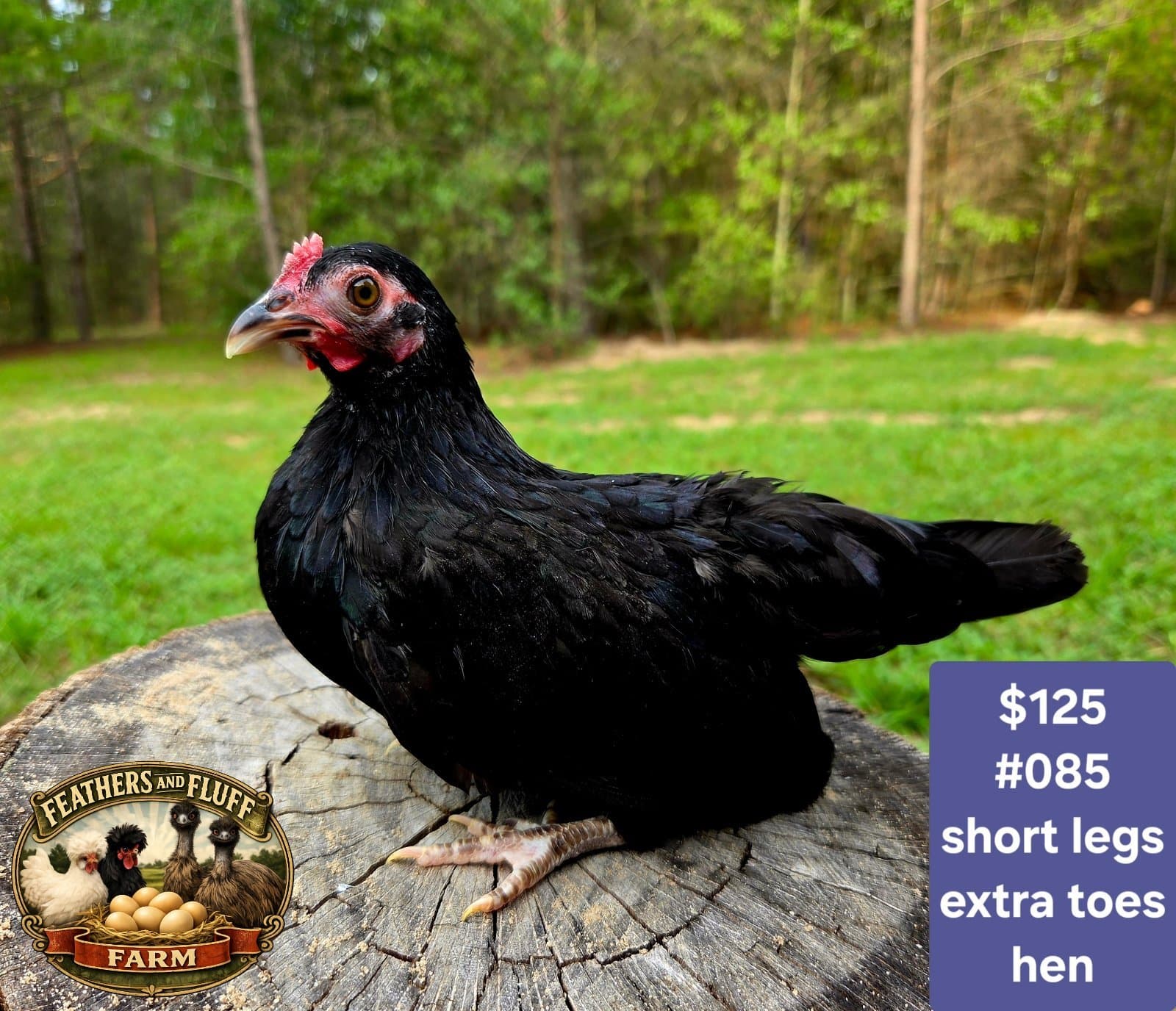 Black Puerto Rican Micro Bantam Kikiriki