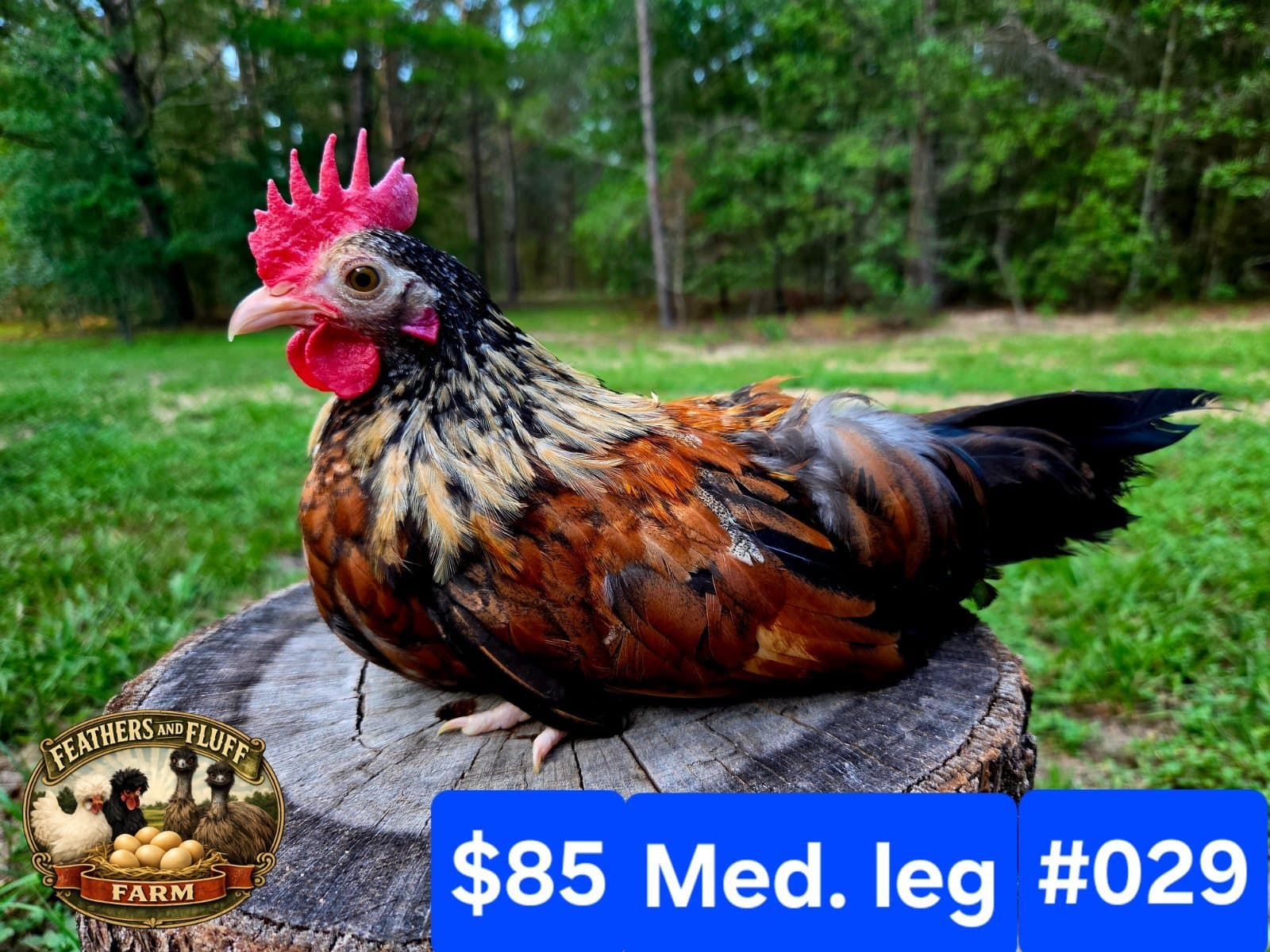 Black/Gold/Bronze Puerto Rican Micro Bantam Kikiriki